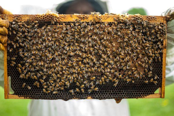 Introduction to Beekeeping (Hybrid)