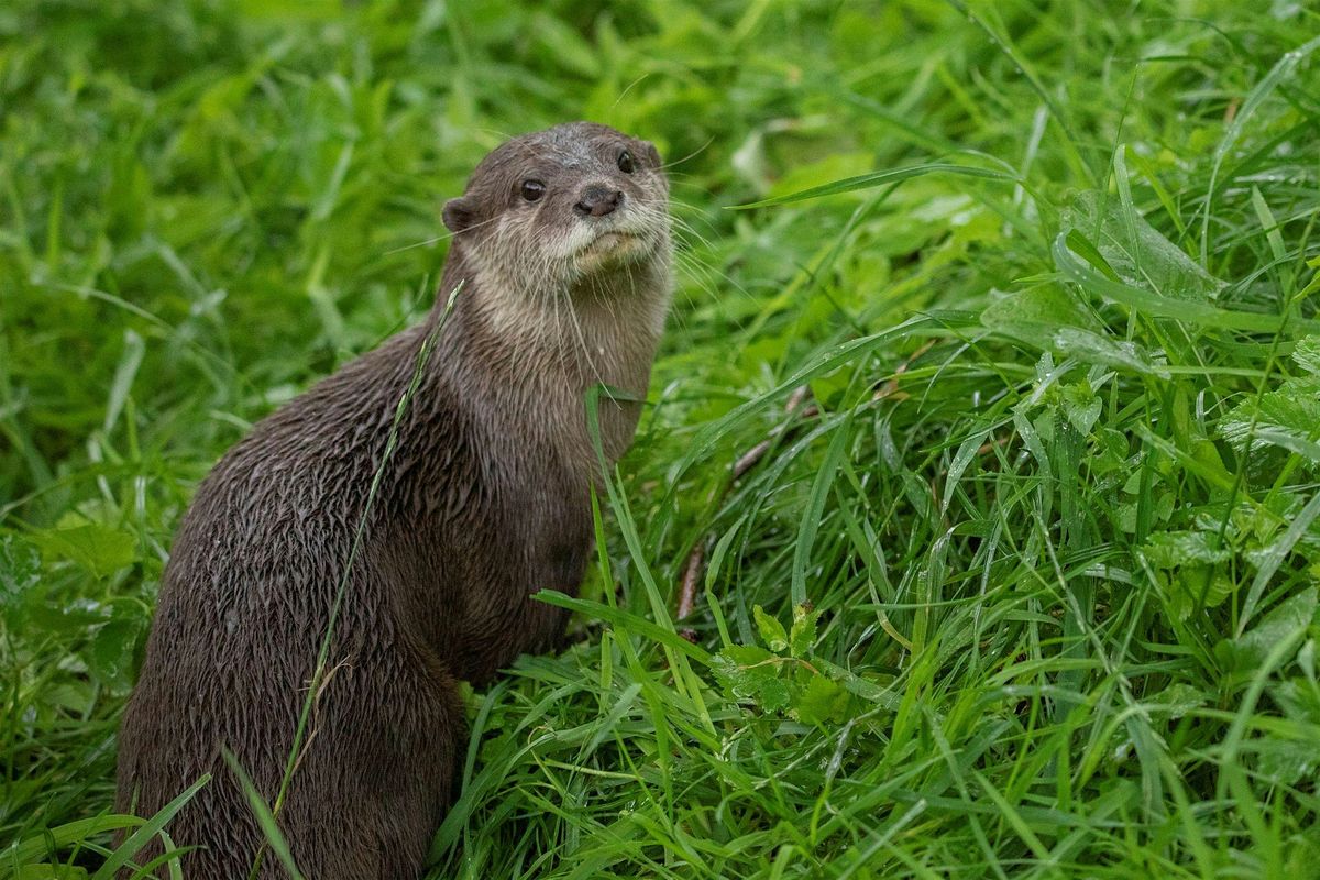 Tea and Talks: Otters and Anteaters