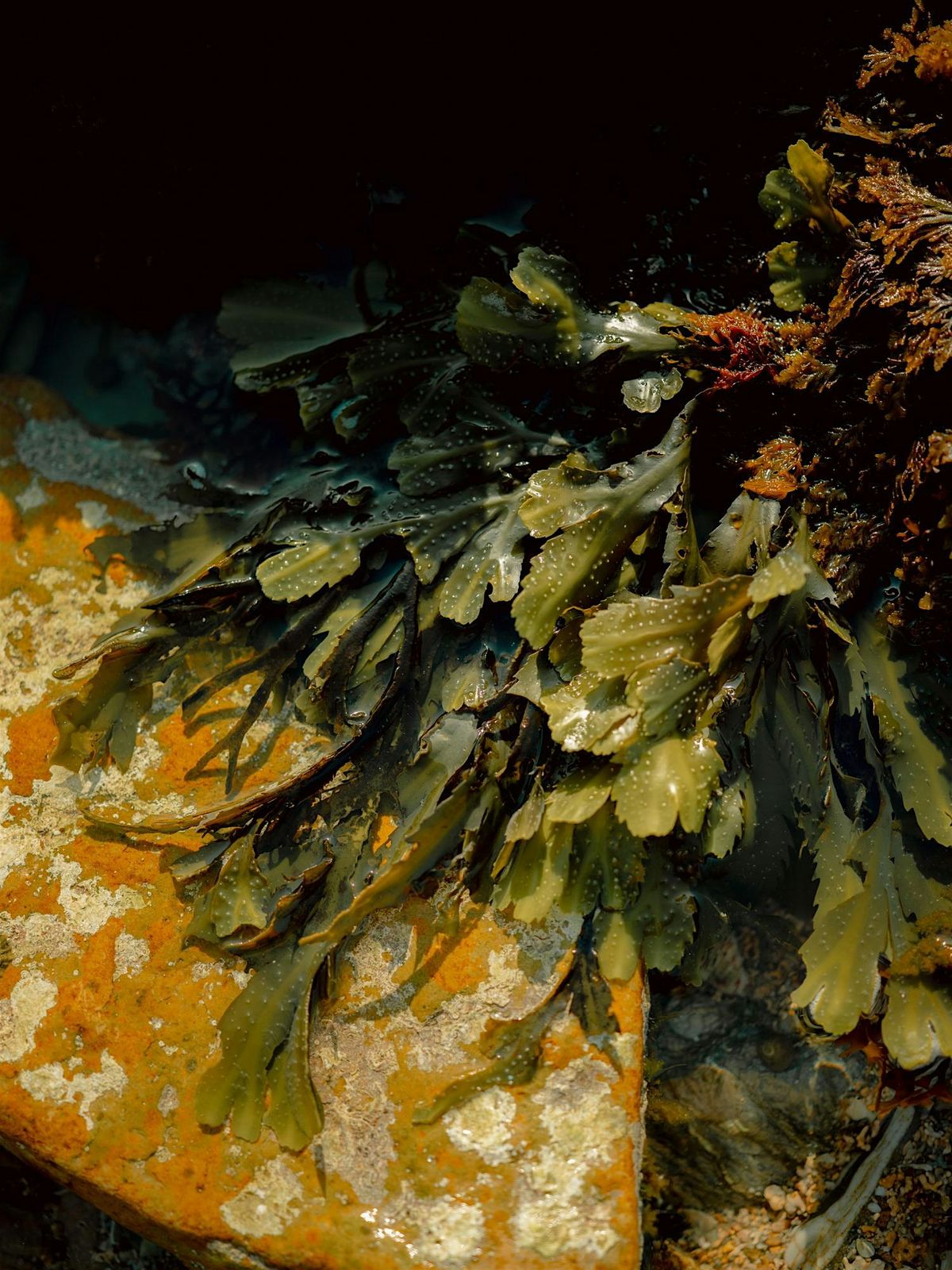 Seaweed Cooking and Preservation