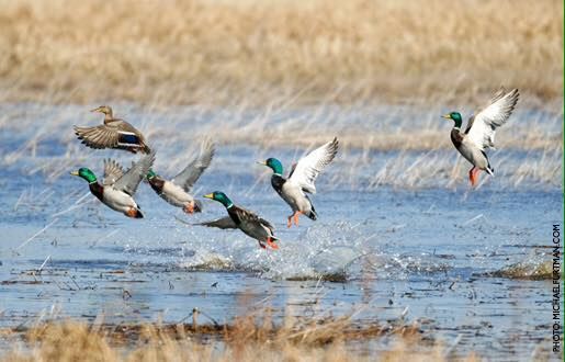 Amelia Island Ducks Unlimited Dinner