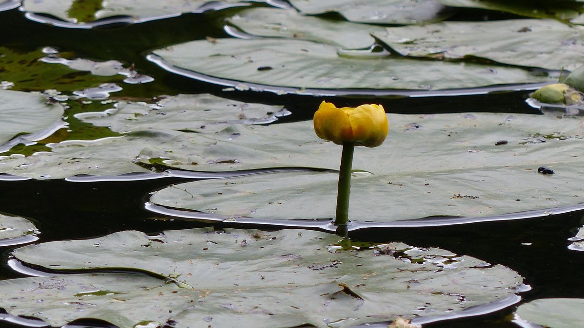 Wellbeing Wildlife Walk - Moorbridge Pond and Springfield Corner ...