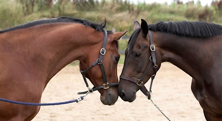 Partners in the Pasture