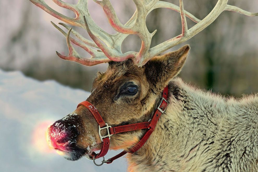 reindeer fly-in