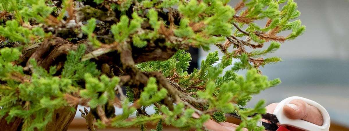 Bonsai Forest Planting Workshop