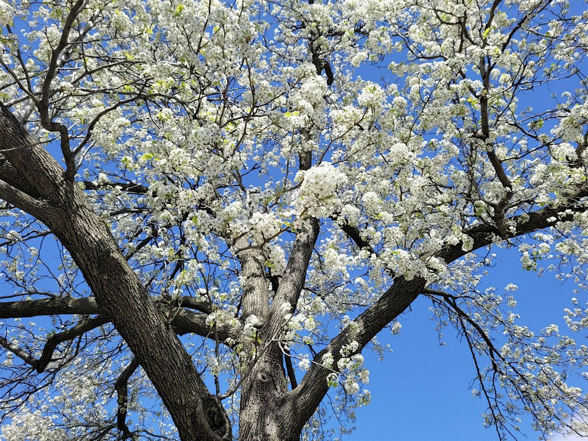 For The Love of Trees: Volunteer at Franz Sigel Park