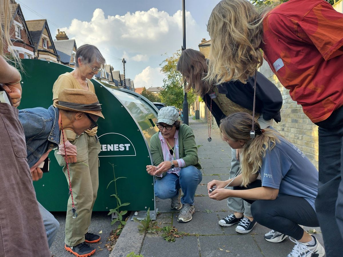 Identifying pavement plants: botany for beginners