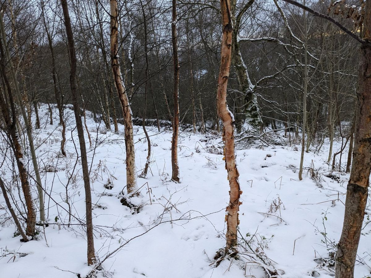 Winter Tree Walk