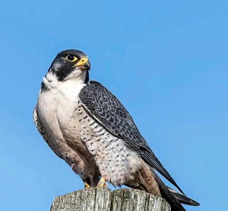 Peregrine Observation at Lister Mill