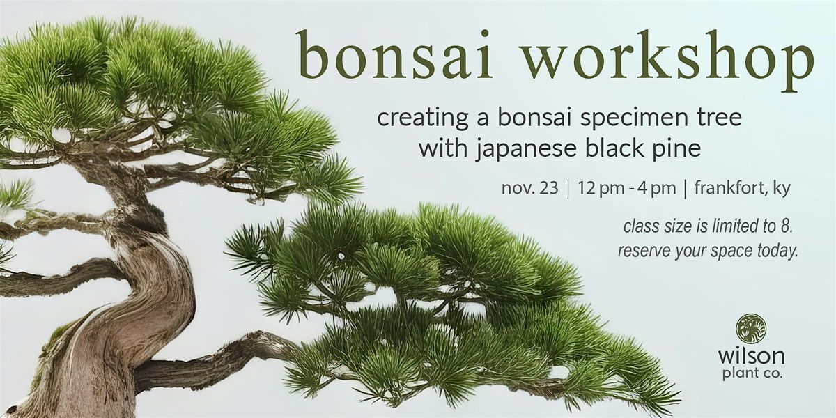 Bonsai Japanese Black Pine Workshop