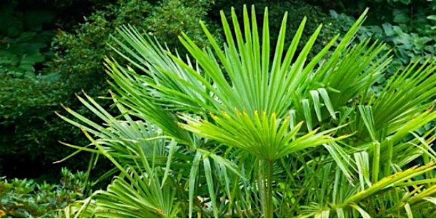 Palms in Central Florida