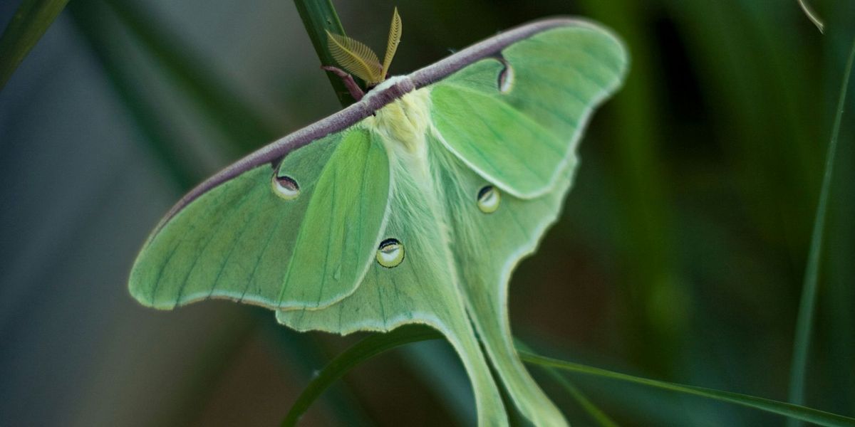 Moth Hunt