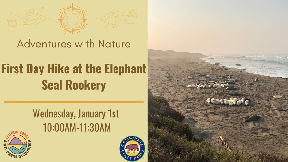 First Day Hike at the Elephant Seal Rookery