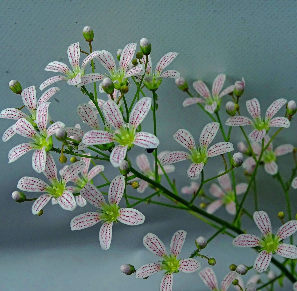 Waterperry Saxifraga Day