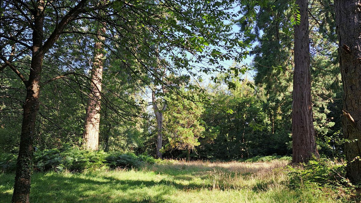 Walk through Woods with Words - poetry amidst the trees at Ashclyst Forest.