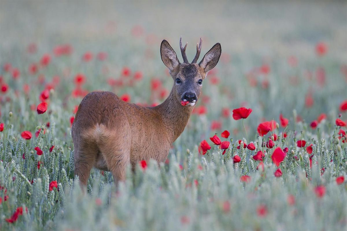 An East Anglian Wildlife Photographer's Year - Talk (ECC2806)