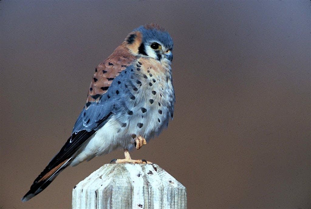 Fall Birding at Hawk Rise Sanctuary