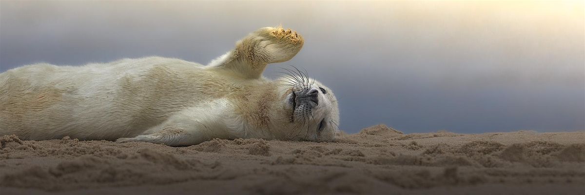 SEALS AND SCENERY OF NORFOLK