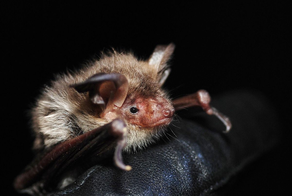 Introduction to bats talk and walk - Windsor Great Park, Wednesday 7 August