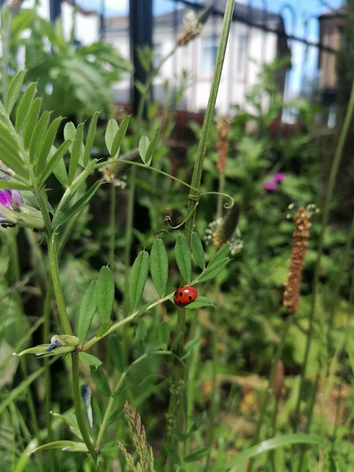 Garden Skills: Community Garden Opening Celebration