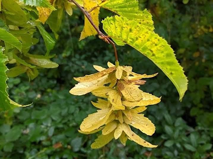 Tree ID and activities for Forest School Certificated course EOC 2806