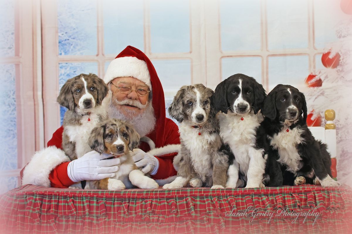 Best Santa Photos EVER!