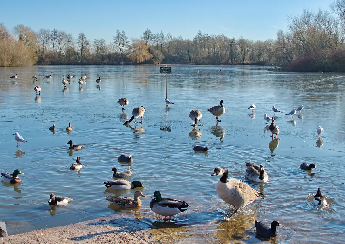 Nature Discovery Centre Bird Walk - November