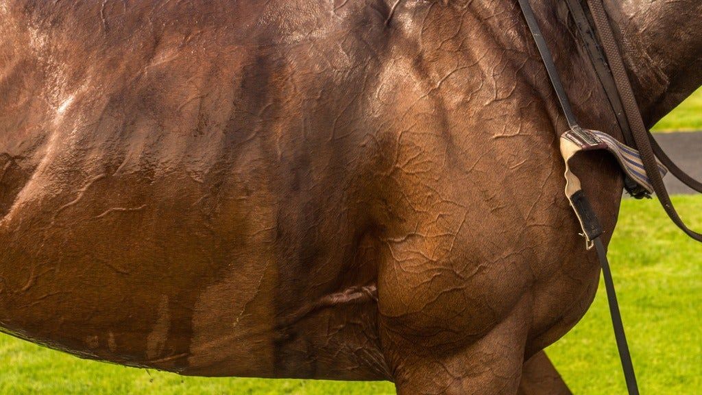 American Royal UPHA National Championships SATURDAY
