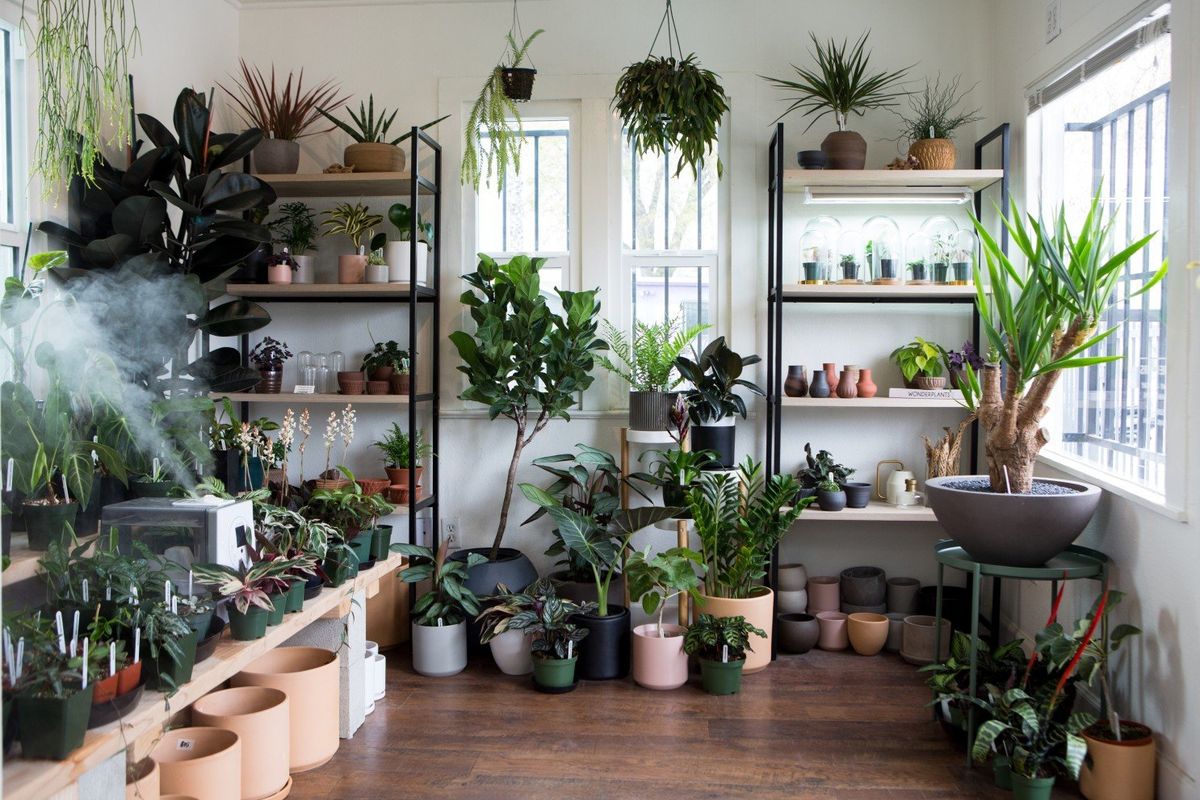 Houseplants 101