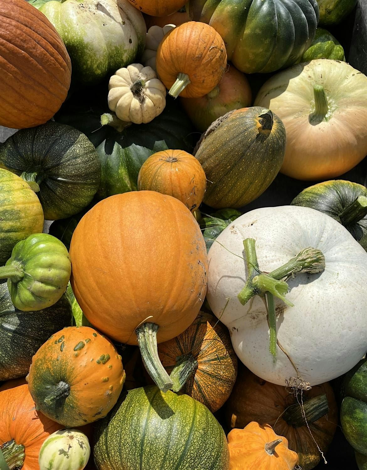 Pumpkin and Dried Floral Centerpiece Workshop