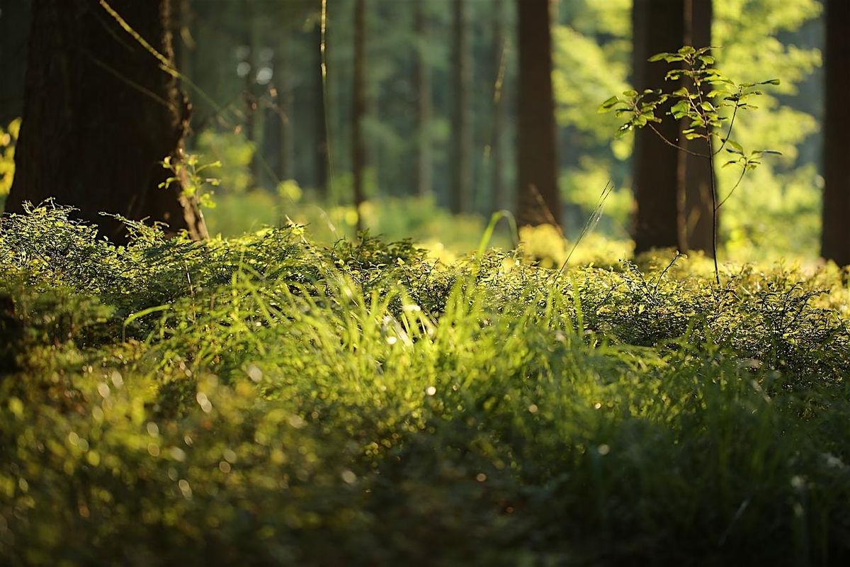 Forest Bathing+ An Introduction at NT Leith Hill, Surrey: Sun 18th August