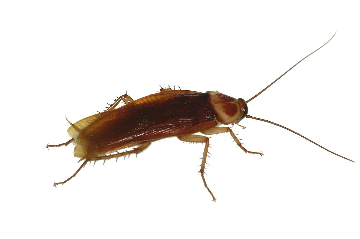 Cockroach Identification Workshop