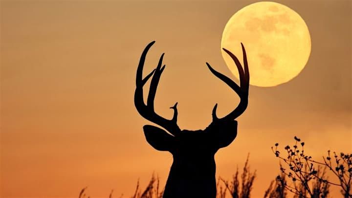 Buck Full Moon Sound Therapy &  Energy Healing