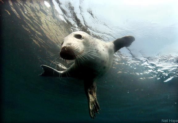 Dive with Seals in the Farne Islands 2025