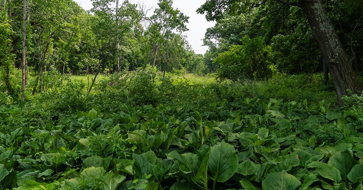 Nature Hike: Stormwater