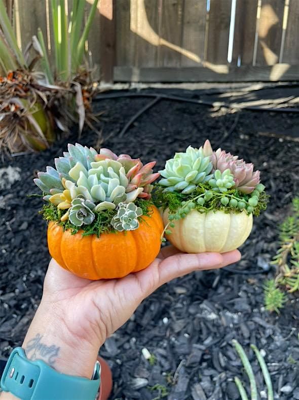 Mini Pumpkin Succulent Workshop