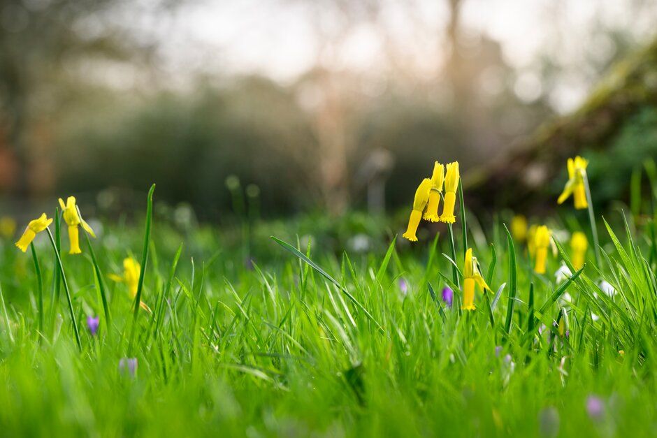 March Welly Walk - Signs of Spring