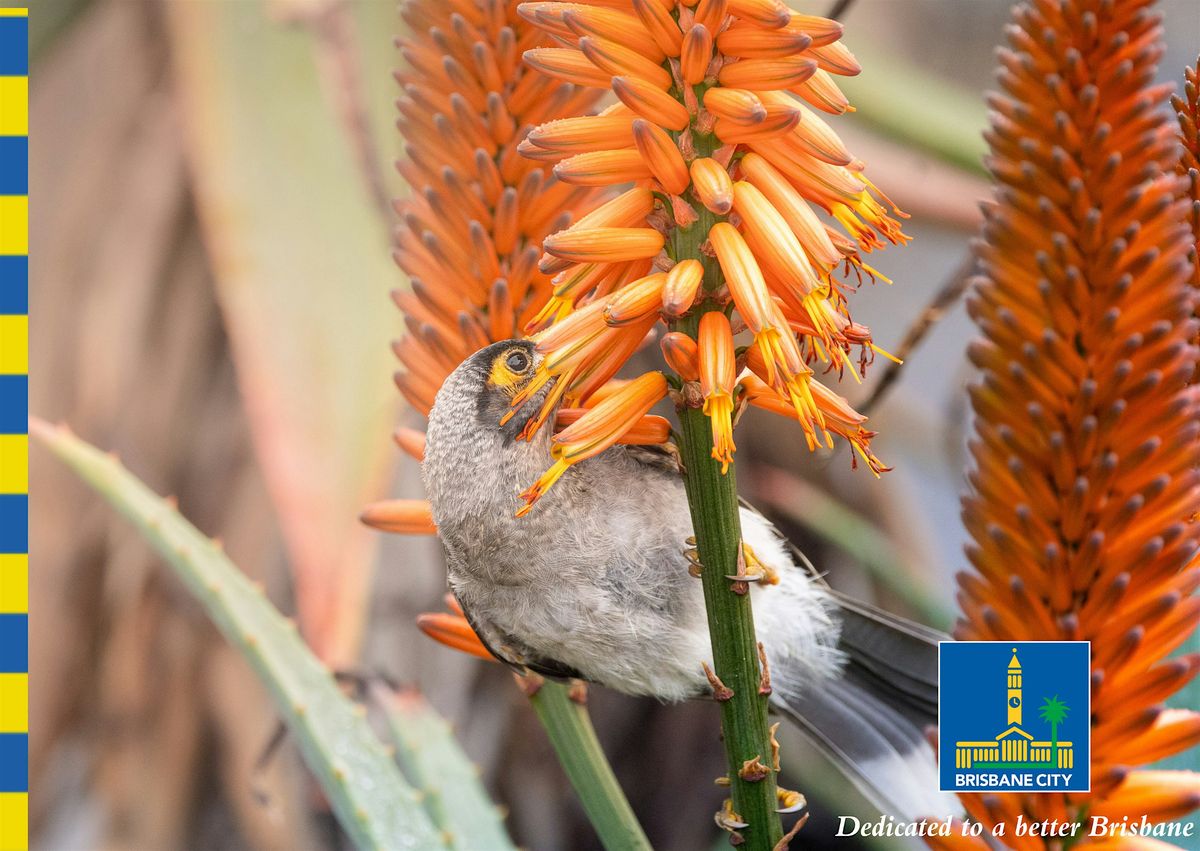 Pollination by Design - Guided Walk - Brisbane Botanic Garden