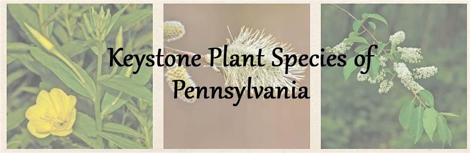 Keystone Native Plant Species