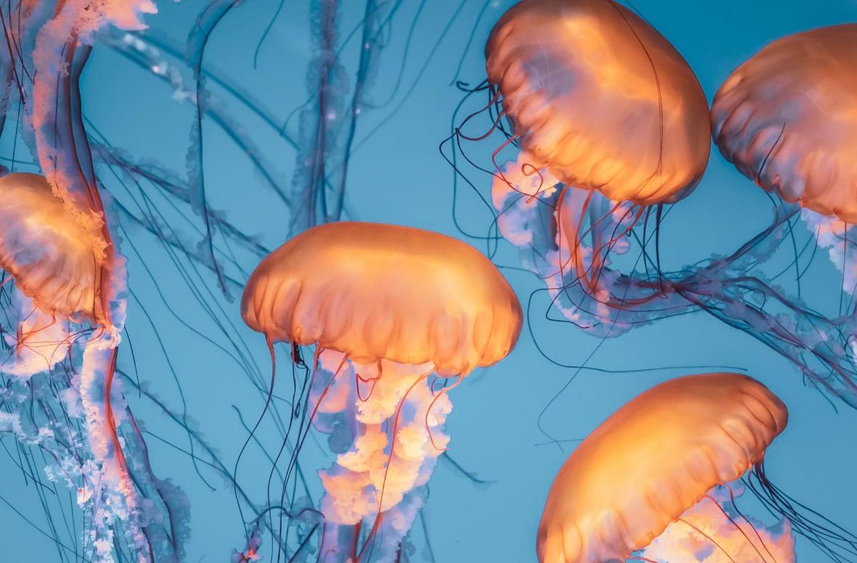 The Thing About Jellyfish