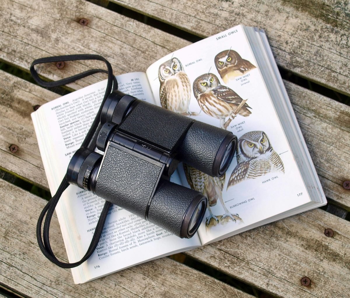 Fall Migration Bird-Watching Walk