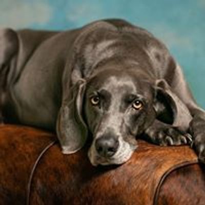 Weimaraner Rescue of the South