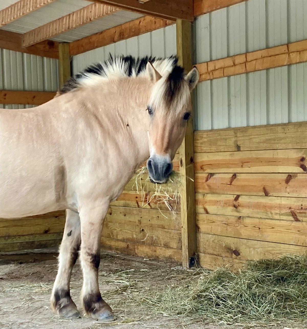 Freedom Riders - Equestrian Program 04\/01 - 05\/20\/2025