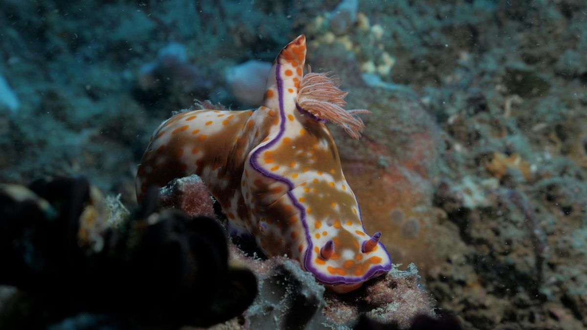 Annual Gold Coast Sea Slug Count   - Tallebudgera Creek