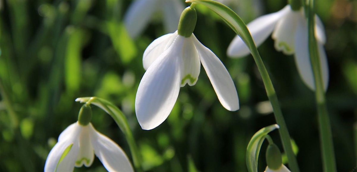 Snowdrops & Cream Coach Trip from Sittingbourne