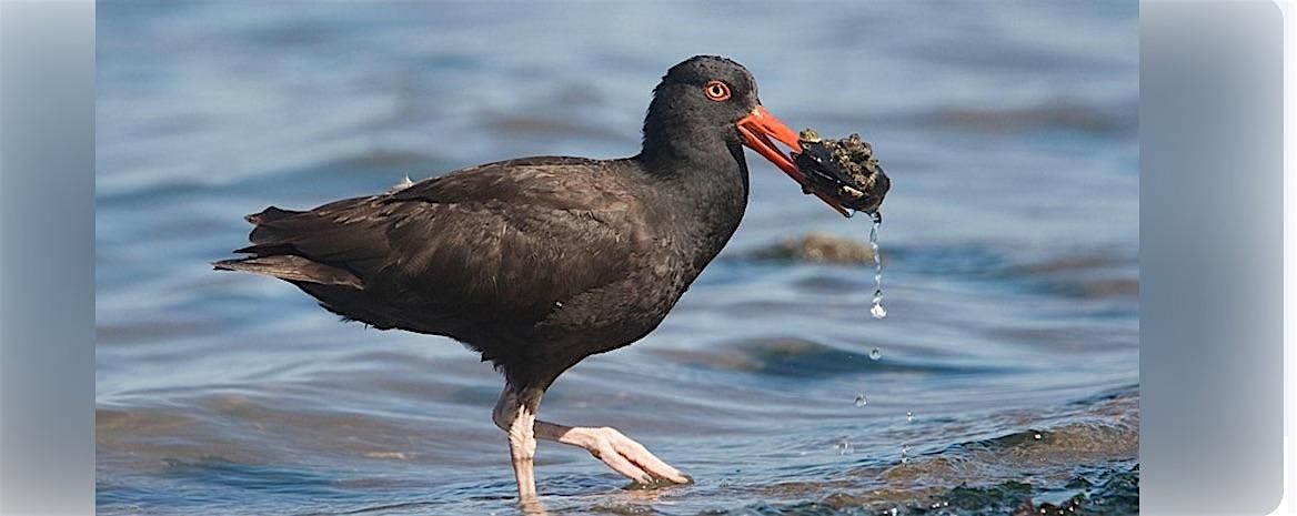 Birding at Clayton Beach -Larrabee State Park