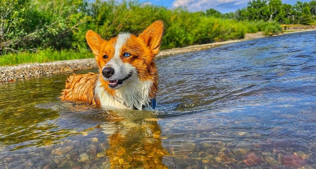 Halloween Corgi Costume Meetup! 