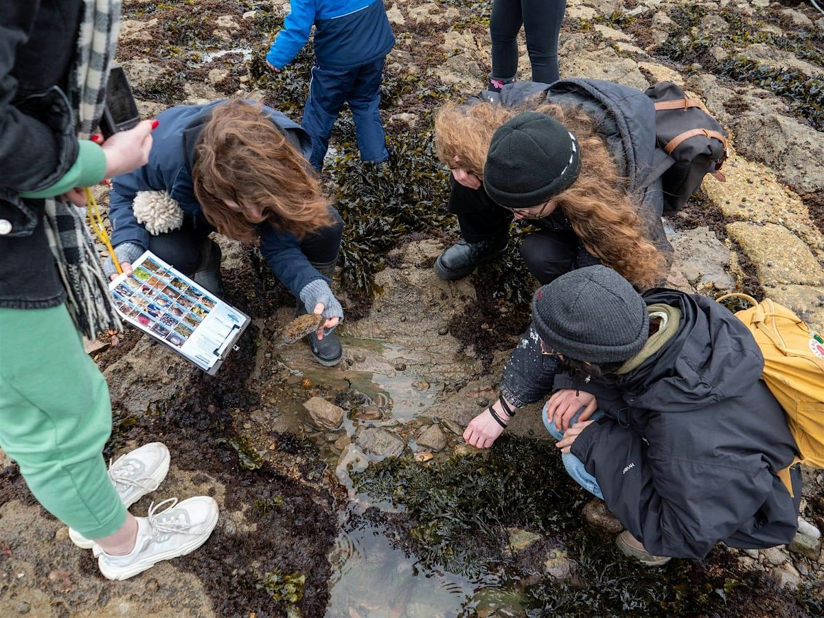 Big Rock Pool Challenge: Bioblitz Battle November 2024 (Plymouth)