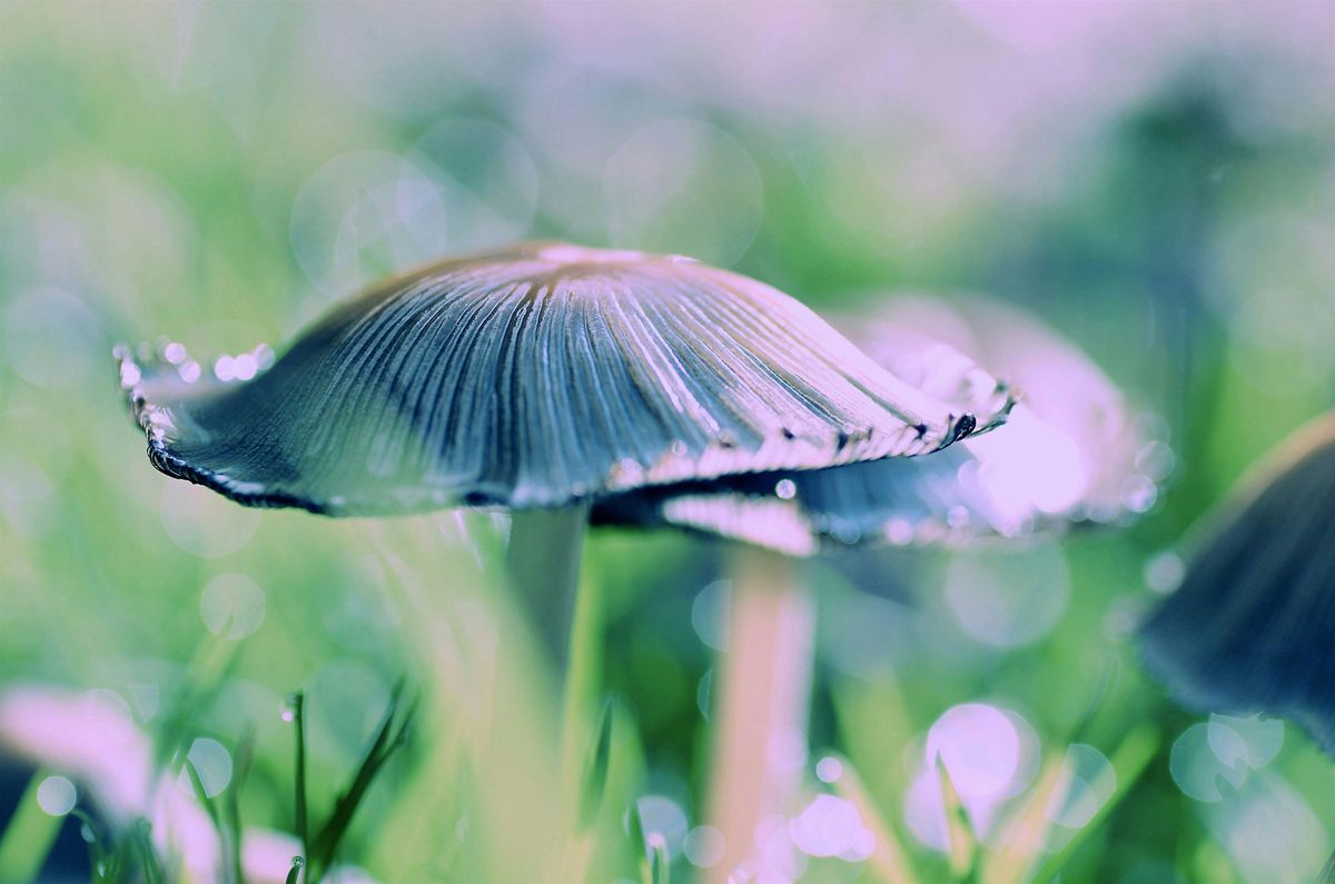 Lunchtime Talks: Fungi