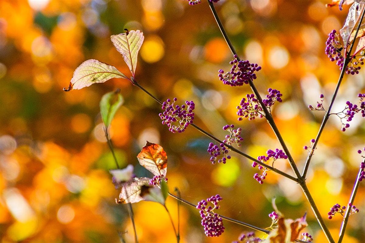 Members Only Autumn Garden Tour