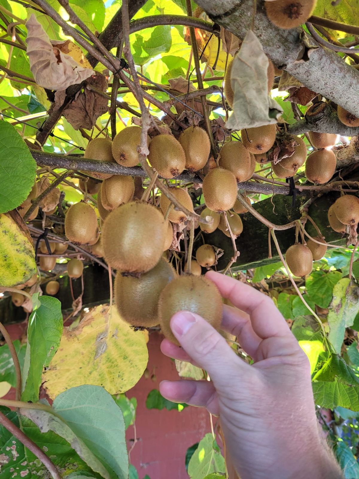 STAY & WORK \u2013 KIWI FRUIT PICKING JOB!